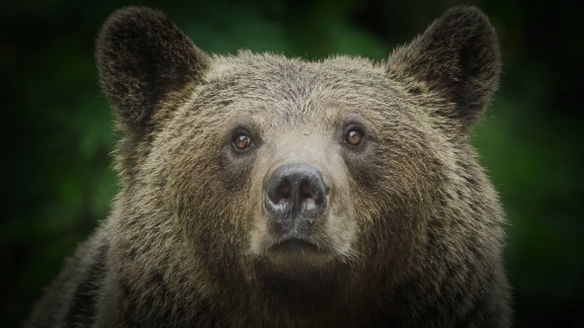 Rumunsko: Země medvědů (Backyard Bears of Transylvania), 2023 - fotogaléria