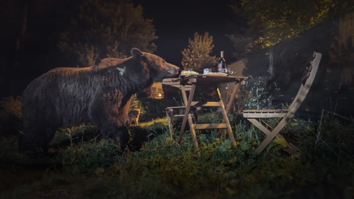 Rumunsko: Země medvědů (Backyard Bears of Transylvania), 2023 - fotogaléria