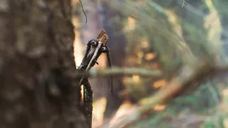 Mazel a tajemství lesa