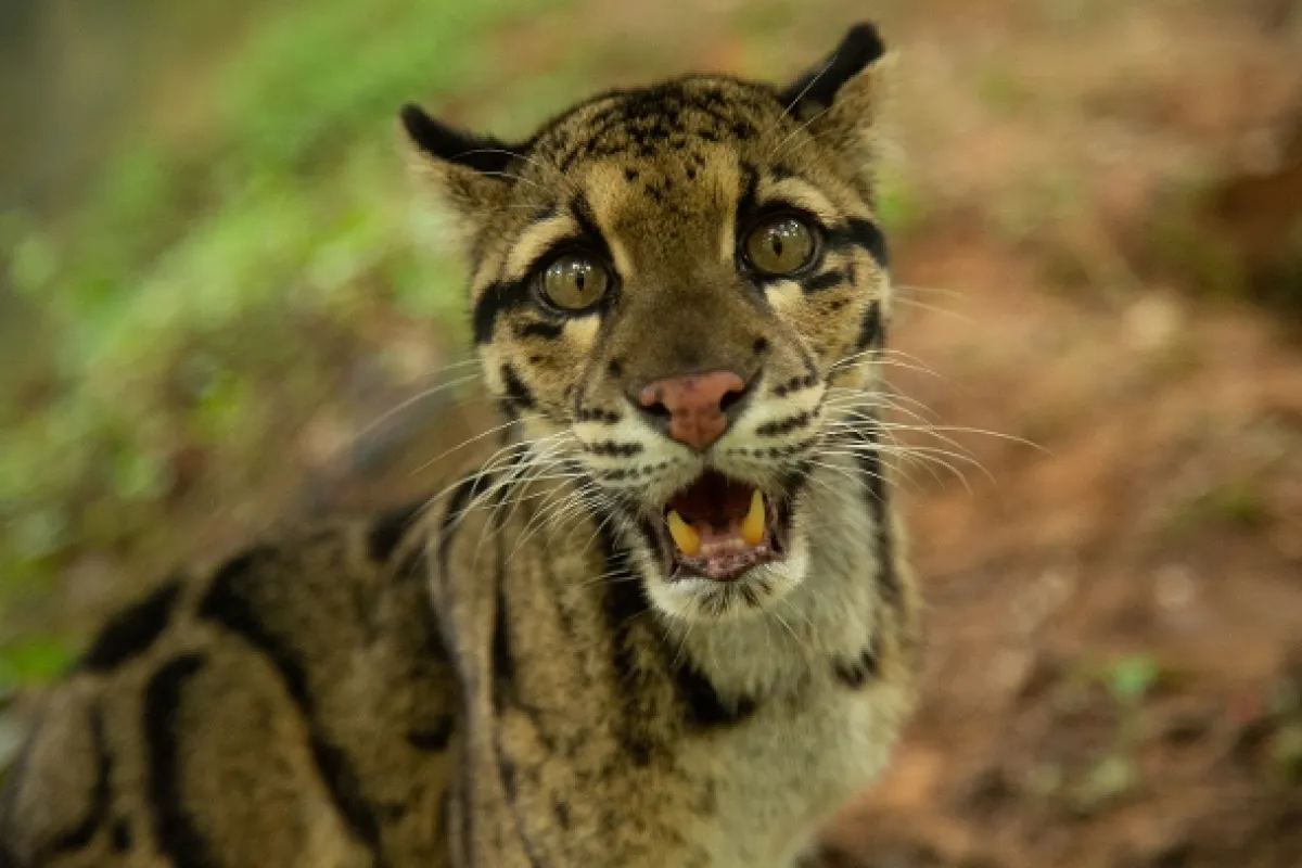 Indické divoké kočky (Wild Cats of India), 2020 - fotogaléria