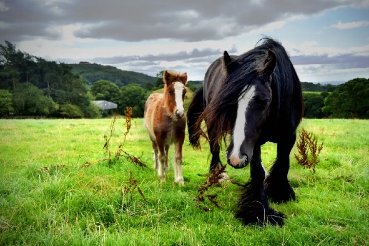 Veterinář z Yorkshiru (The Yorkshire Vet), 2019 - fotogaléria