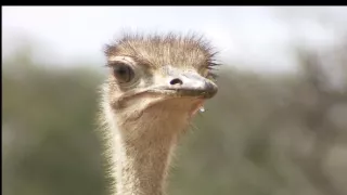 Hvězdy zvířecí říše