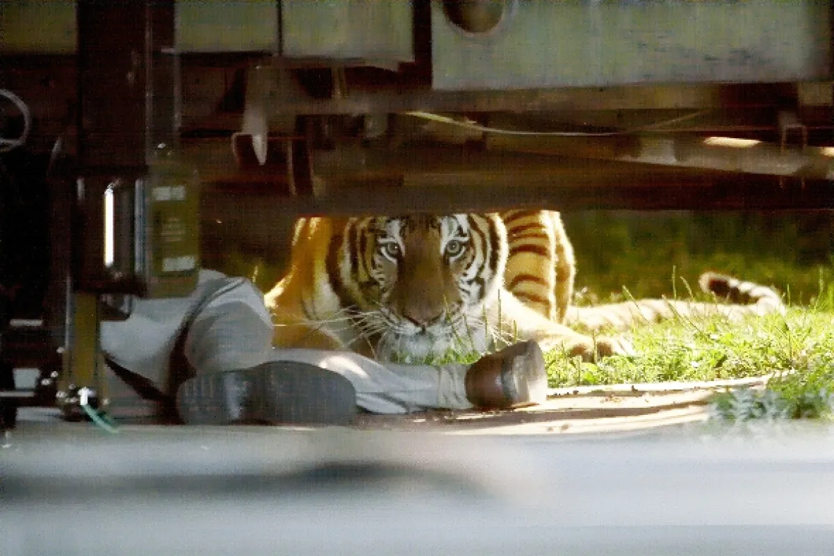 Tiger - ľudožrút útočí (Maneater), 2007 - fotogaléria