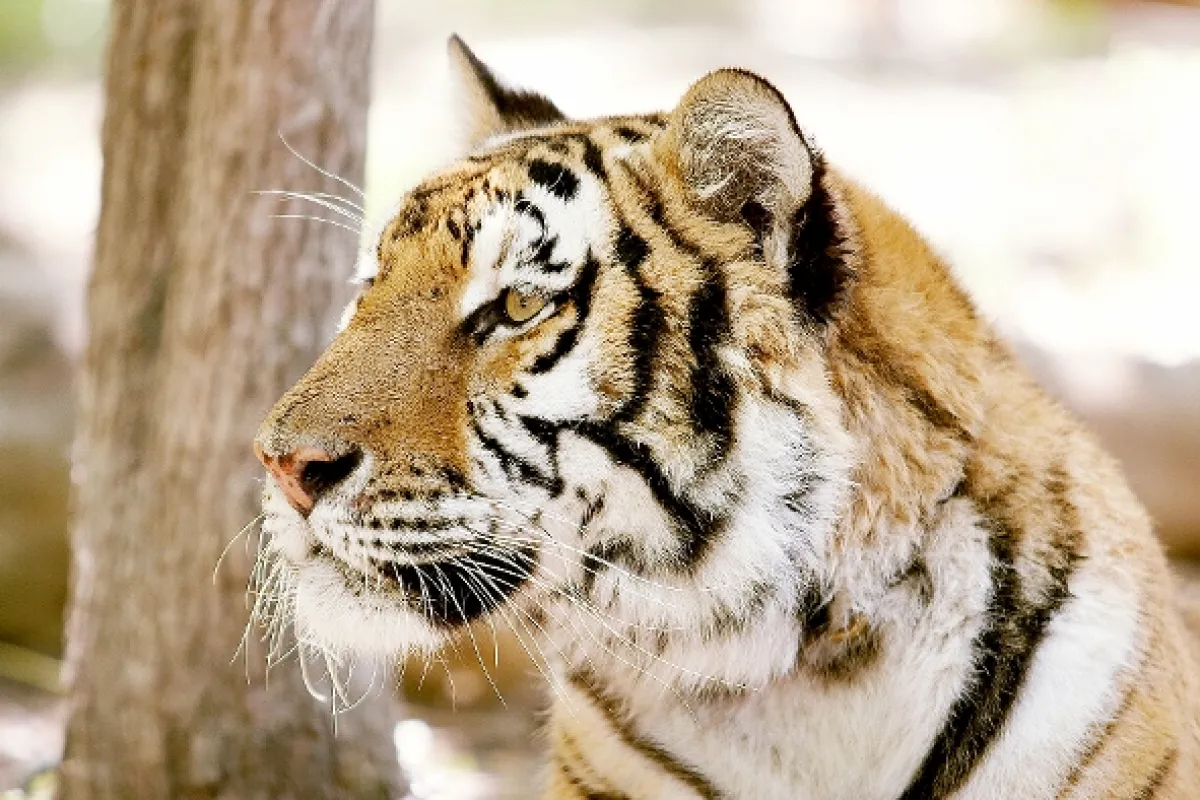 Tiger - ľudožrút útočí (Maneater), 2007 - fotogaléria