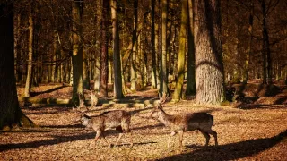 Miesto zločinu České Budějovice (7/13)