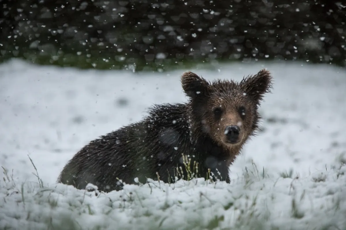 Návrat medveďov (The Return of the Bears), 2020 - fotogaléria