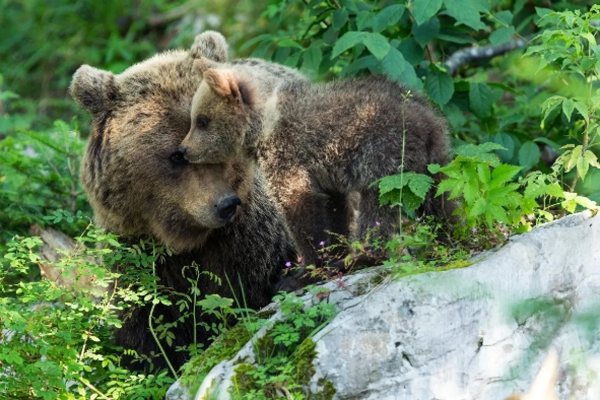 Návrat medveďov (The Return of the Bears), 2020 - fotogaléria