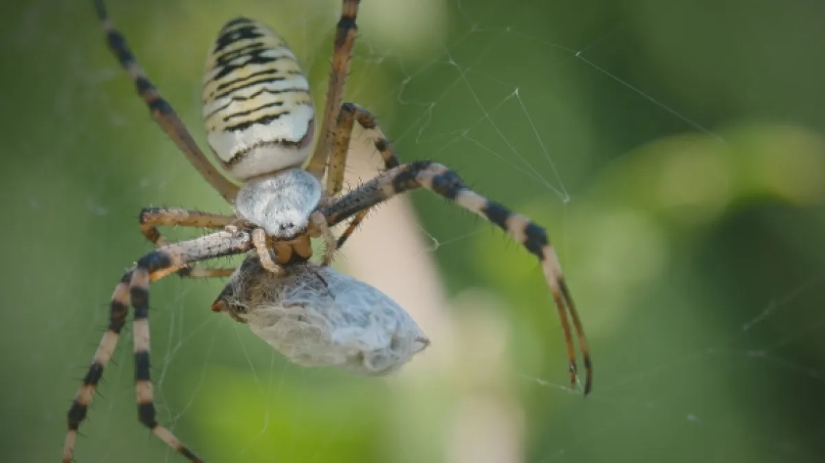 O sítích a křídlech (Webs & Wings – Nature’s Tiny Ballet), 2023 - fotogaléria
