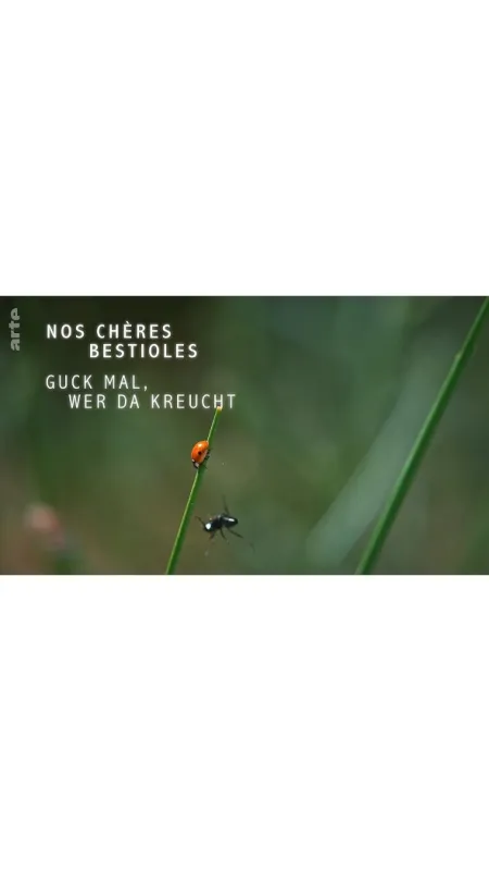 O sítích a křídlech (Webs & Wings – Nature’s Tiny Ballet), 2023 - fotogaléria
