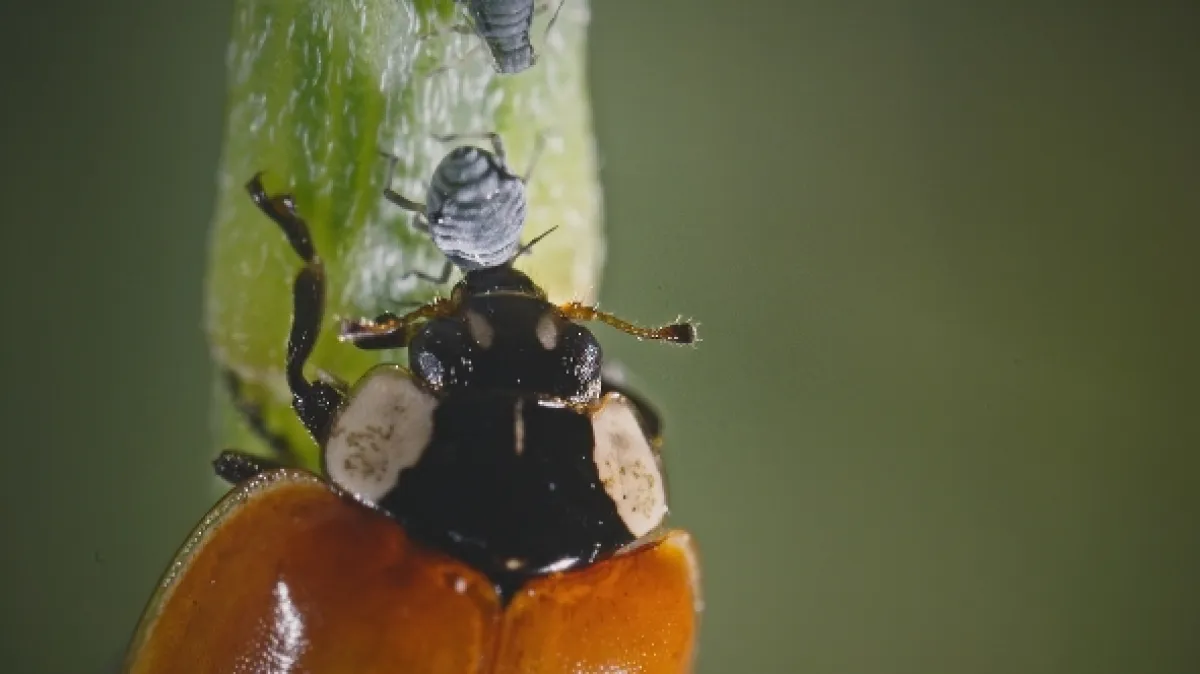 O sítích a křídlech (Webs & Wings – Nature’s Tiny Ballet), 2023 - fotogaléria