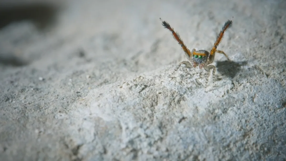 O sítích a křídlech (Webs & Wings – Nature’s Tiny Ballet), 2023 - fotogaléria