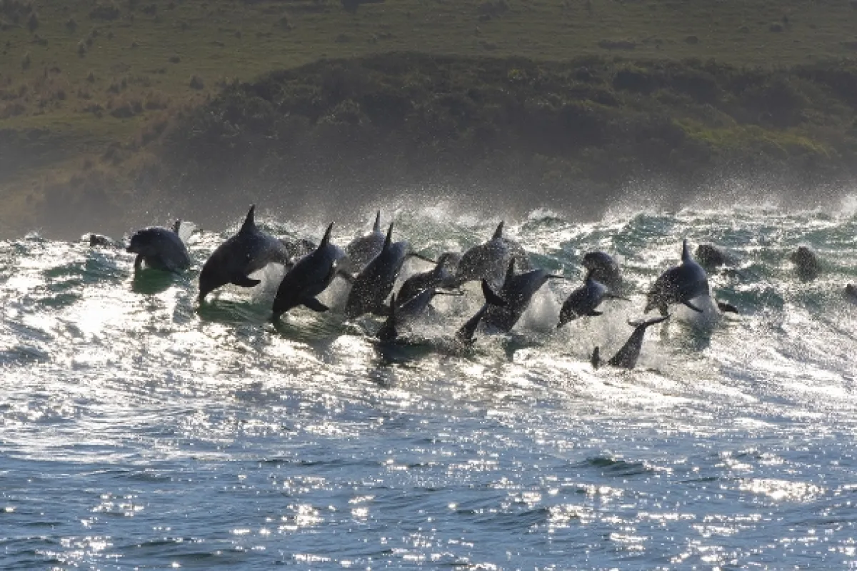 Hostina pod hladinou (The Ocean’s Greatest Feast), 2022 - fotogaléria