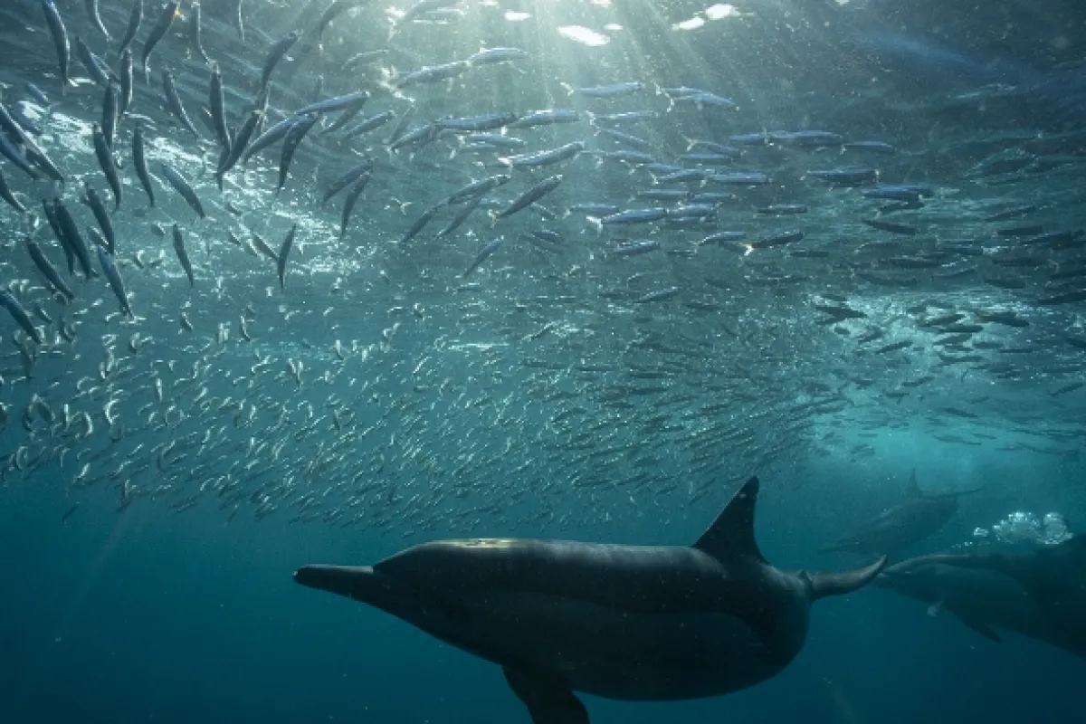 Hostina pod hladinou (The Ocean’s Greatest Feast), 2022 - fotogaléria