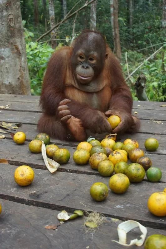Orangutaní škola v džungli, 2018 - fotogaléria