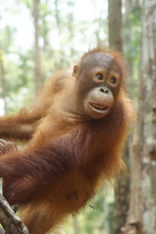 Orangutaní škola v džungli, 2018 - fotogaléria