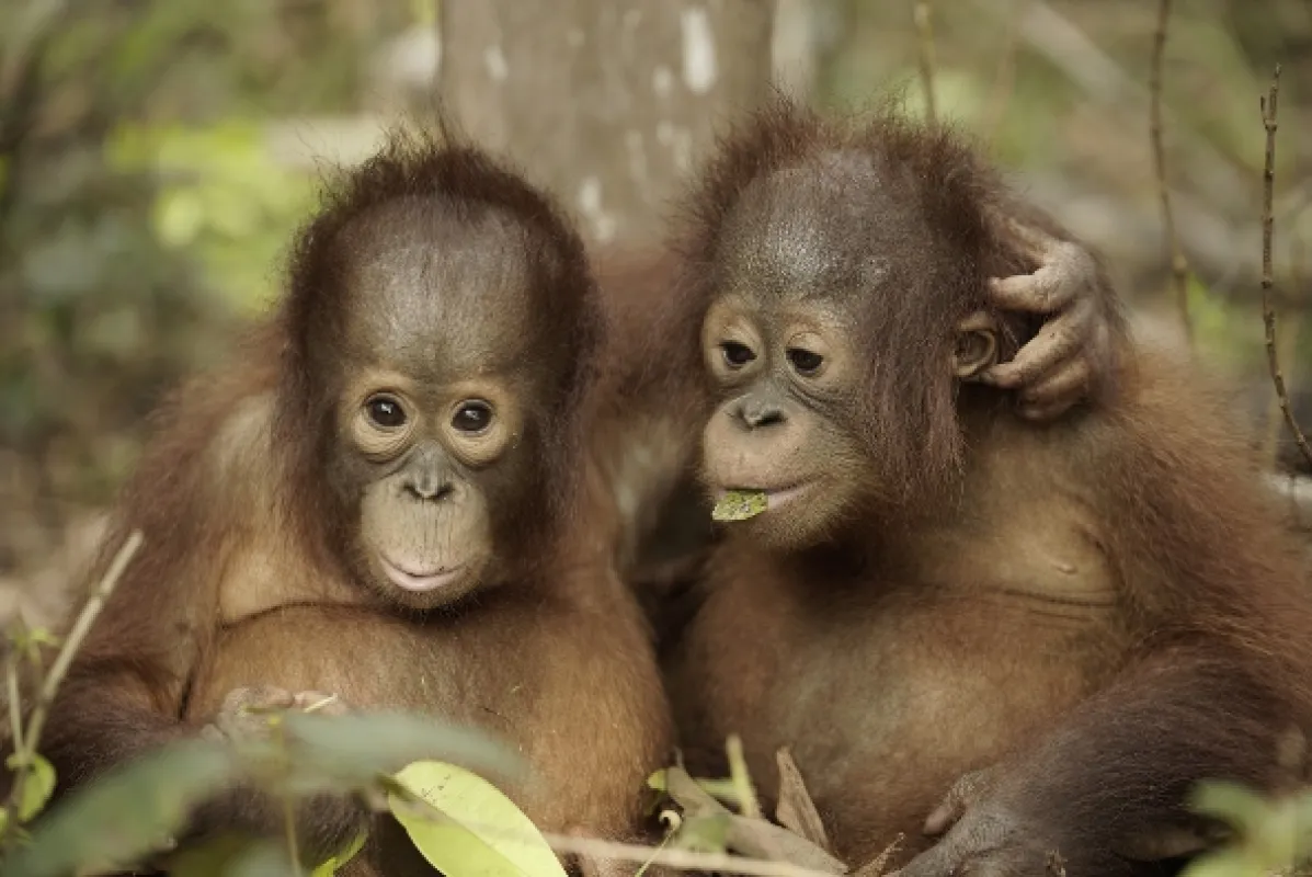 Orangutaní škola v džungli, 2018 - fotogaléria