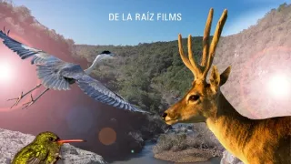 Divoká Uruguay