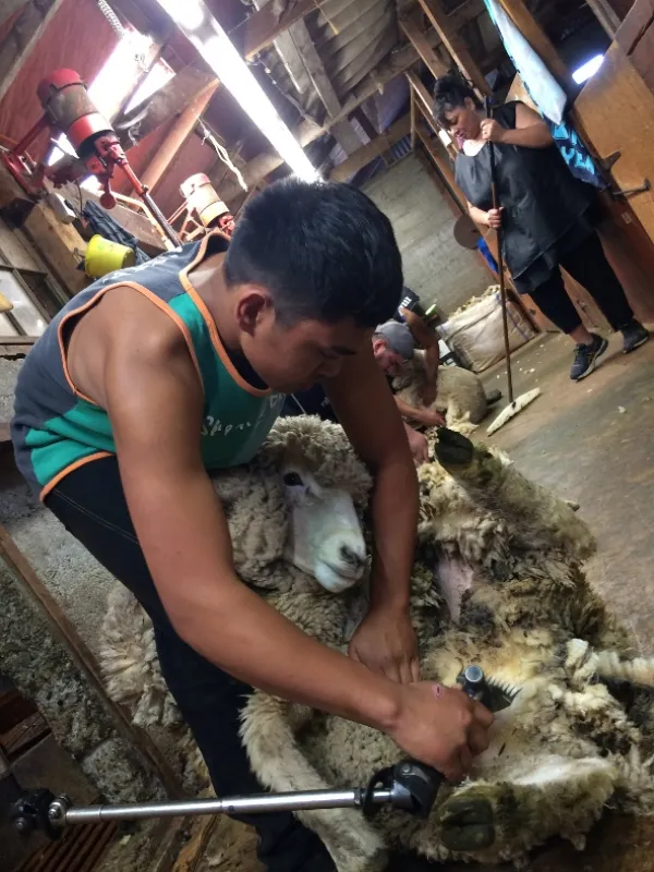 Kiwiland, 2019 - fotogaléria