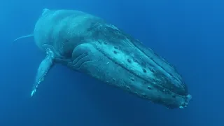 Veľkolepé oceány (1)