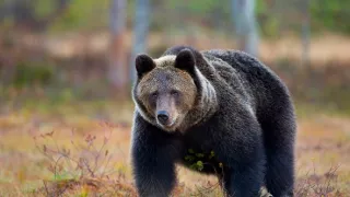 Revír bez hraníc - putovanie alpských medveďov