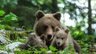 Revír bez hraníc - putovanie alpských medveďov