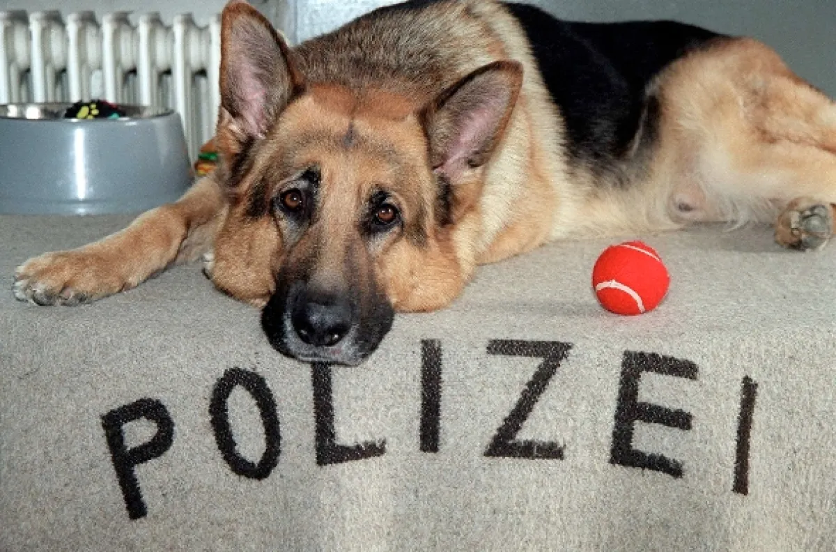 Komisař Rex, 1998 - fotogaléria