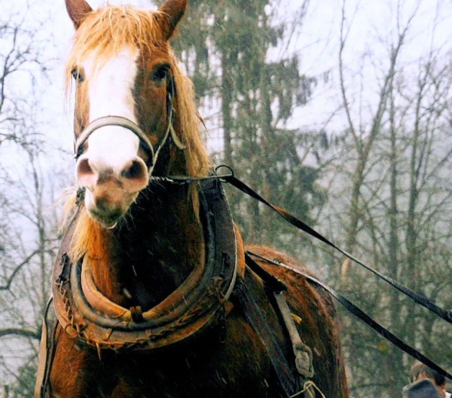 Děda, 2016 - fotogaléria