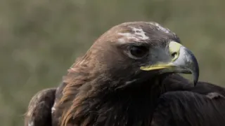 Poľana