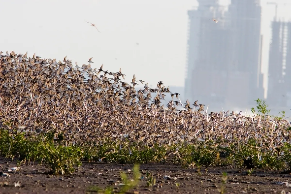 Panamská zvieracia diaľnica (Panama’s Animal Highway), 2017 - fotogaléria
