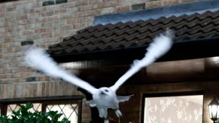 Harry Potter és a Halál ereklyéi 1. rész