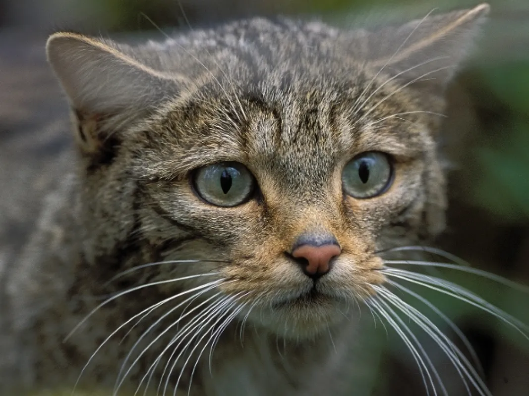 Příroda Kantaberských hor (Wildlife in the Cantabrian Mountains), 2018 - fotogaléria