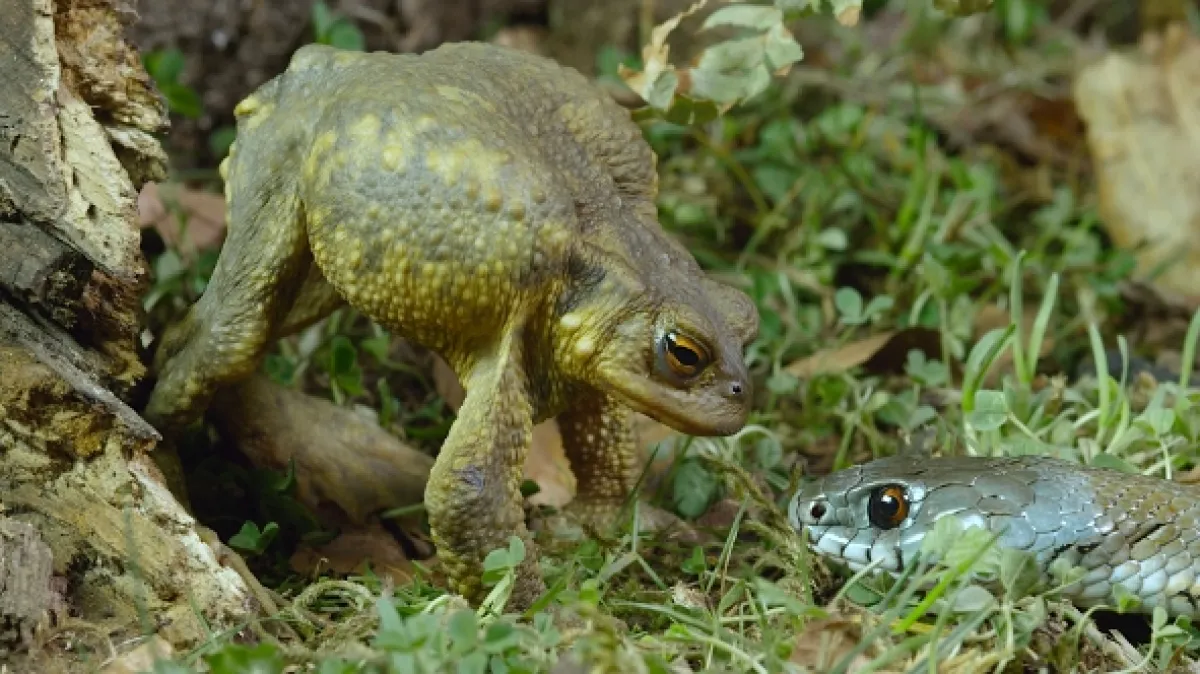 Příroda Kantaberských hor (Wildlife in the Cantabrian Mountains), 2018 - fotogaléria