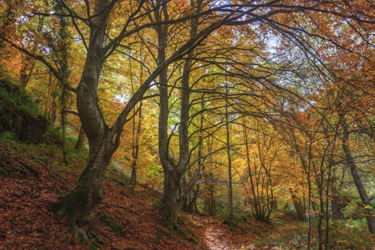 Příroda Kantaberských hor (Wildlife in the Cantabrian Mountains), 2018 - fotogaléria