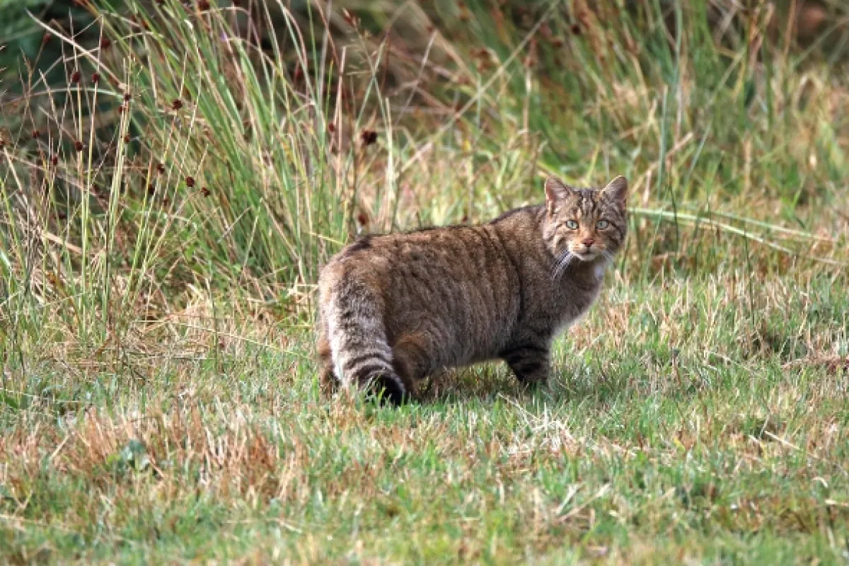 Příroda Kantaberských hor (Wildlife in the Cantabrian Mountains), 2018 - fotogaléria
