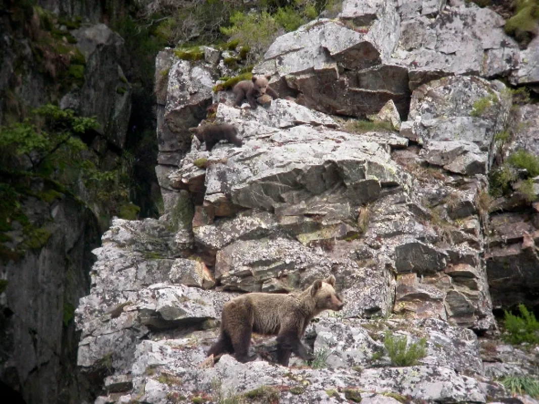 Příroda Kantaberských hor (Wildlife in the Cantabrian Mountains), 2018 - fotogaléria