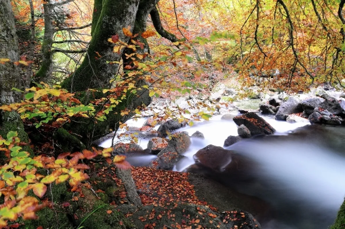 Příroda Kantaberských hor (Wildlife in the Cantabrian Mountains), 2018 - fotogaléria
