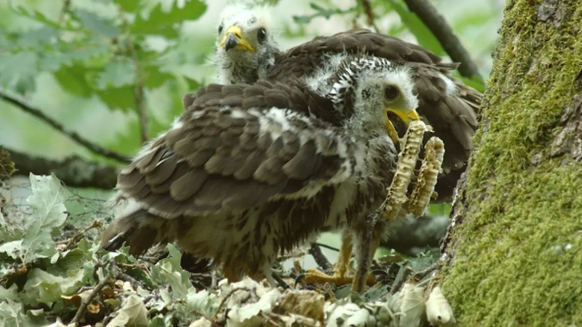Příroda Kantaberských hor (Wildlife in the Cantabrian Mountains), 2018 - fotogaléria