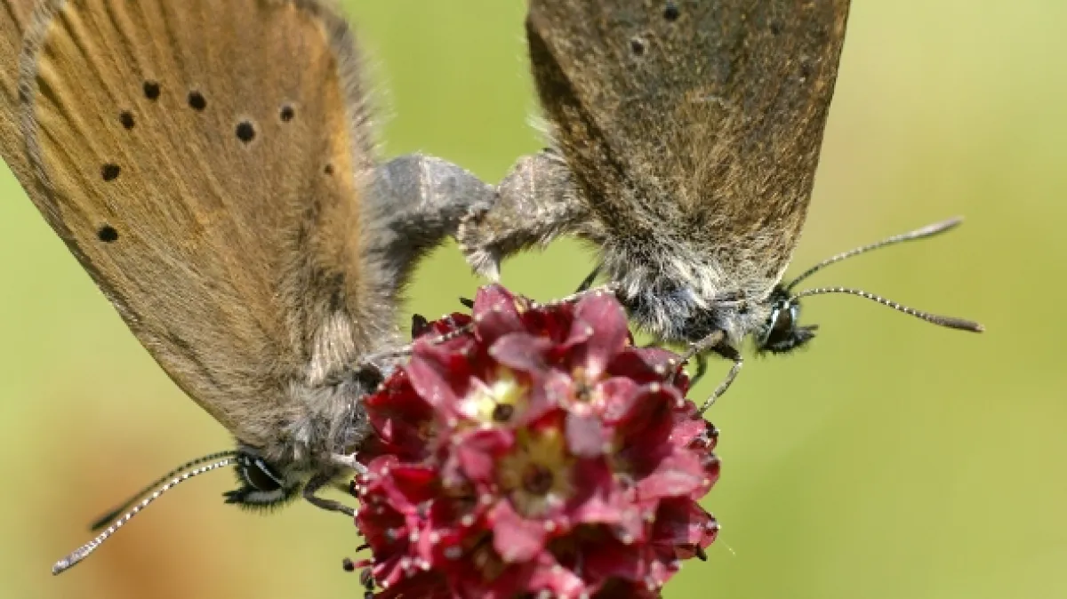 Příroda Kantaberských hor (Wildlife in the Cantabrian Mountains), 2018 - fotogaléria