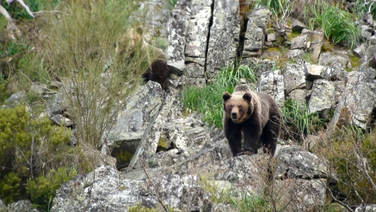 Příroda Kantaberských hor (Wildlife in the Cantabrian Mountains), 2018 - fotogaléria