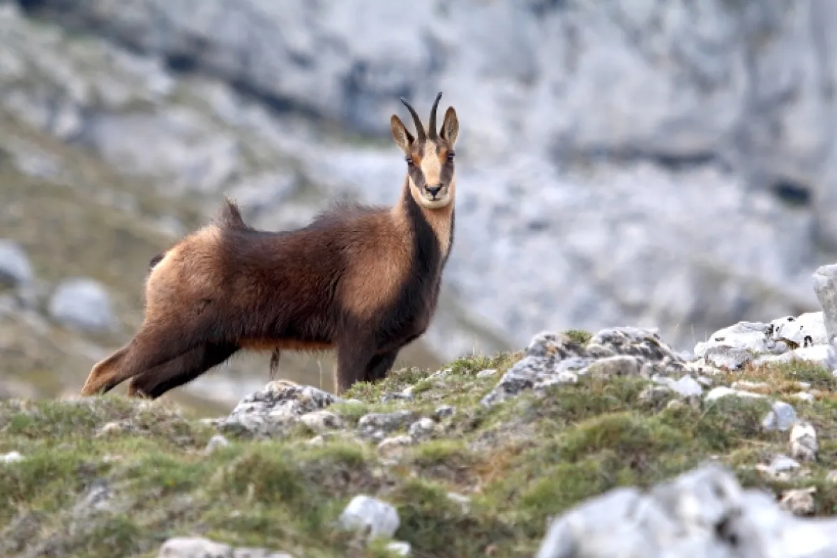 Příroda Kantaberských hor (Wildlife in the Cantabrian Mountains), 2018 - fotogaléria