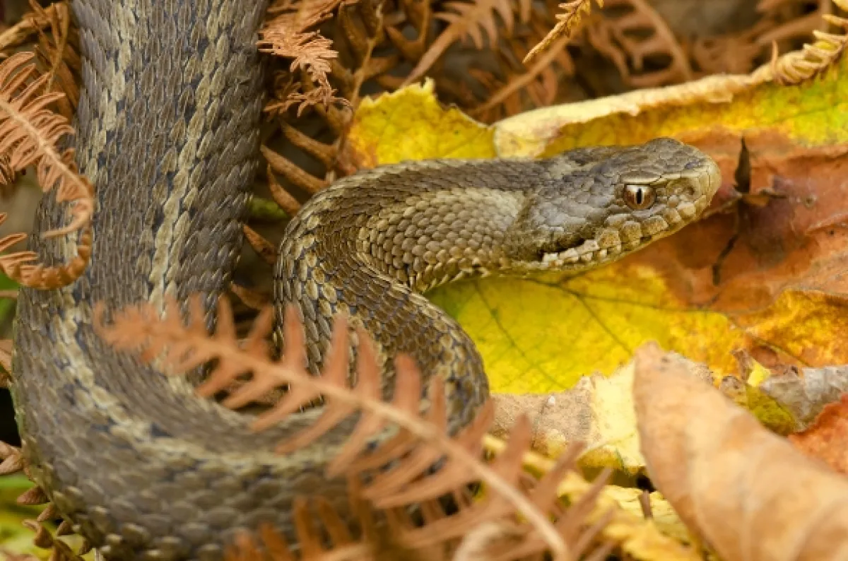 Příroda Kantaberských hor (Wildlife in the Cantabrian Mountains), 2018 - fotogaléria