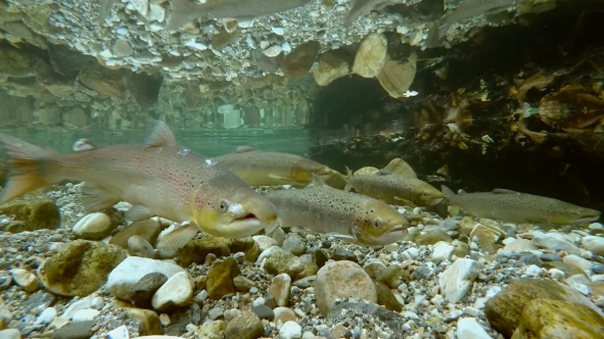Příroda Kantaberských hor (Wildlife in the Cantabrian Mountains), 2018 - fotogaléria