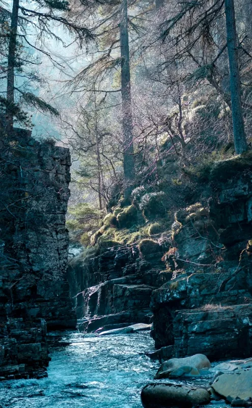 Divoké srdce Skotska (Wildheart: The Life and Times of a Scots Pine Tree), 2022 - fotogaléria