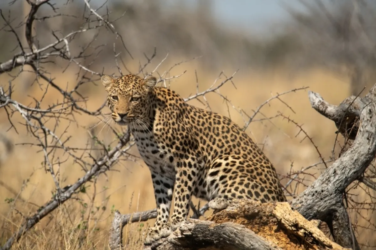 Africká abeceda - fotogaléria