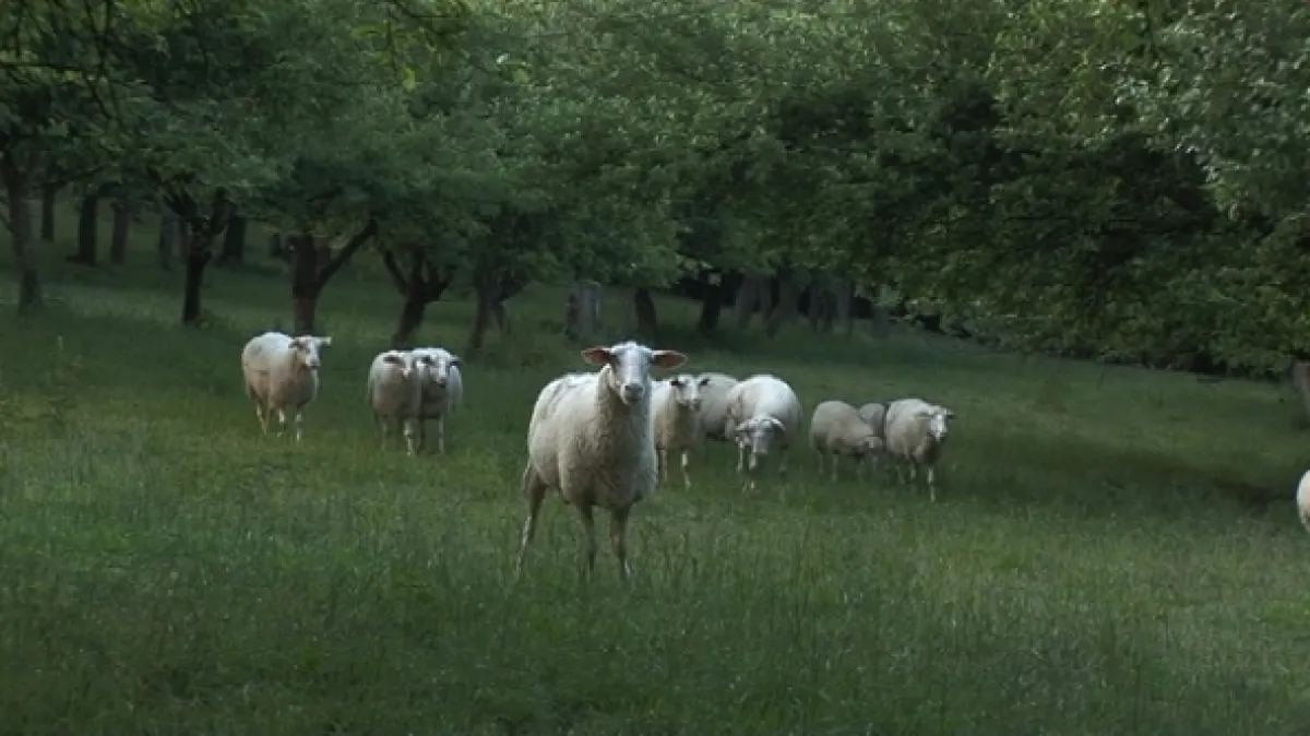 Na cestě po Kopanicích, 2009 - fotogaléria