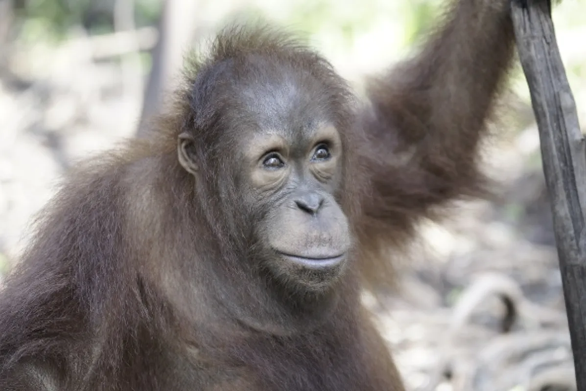 Orangutaní škola v džungli, 2018 - fotogaléria