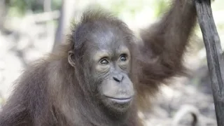 Orangutaní škola v džungli (6)