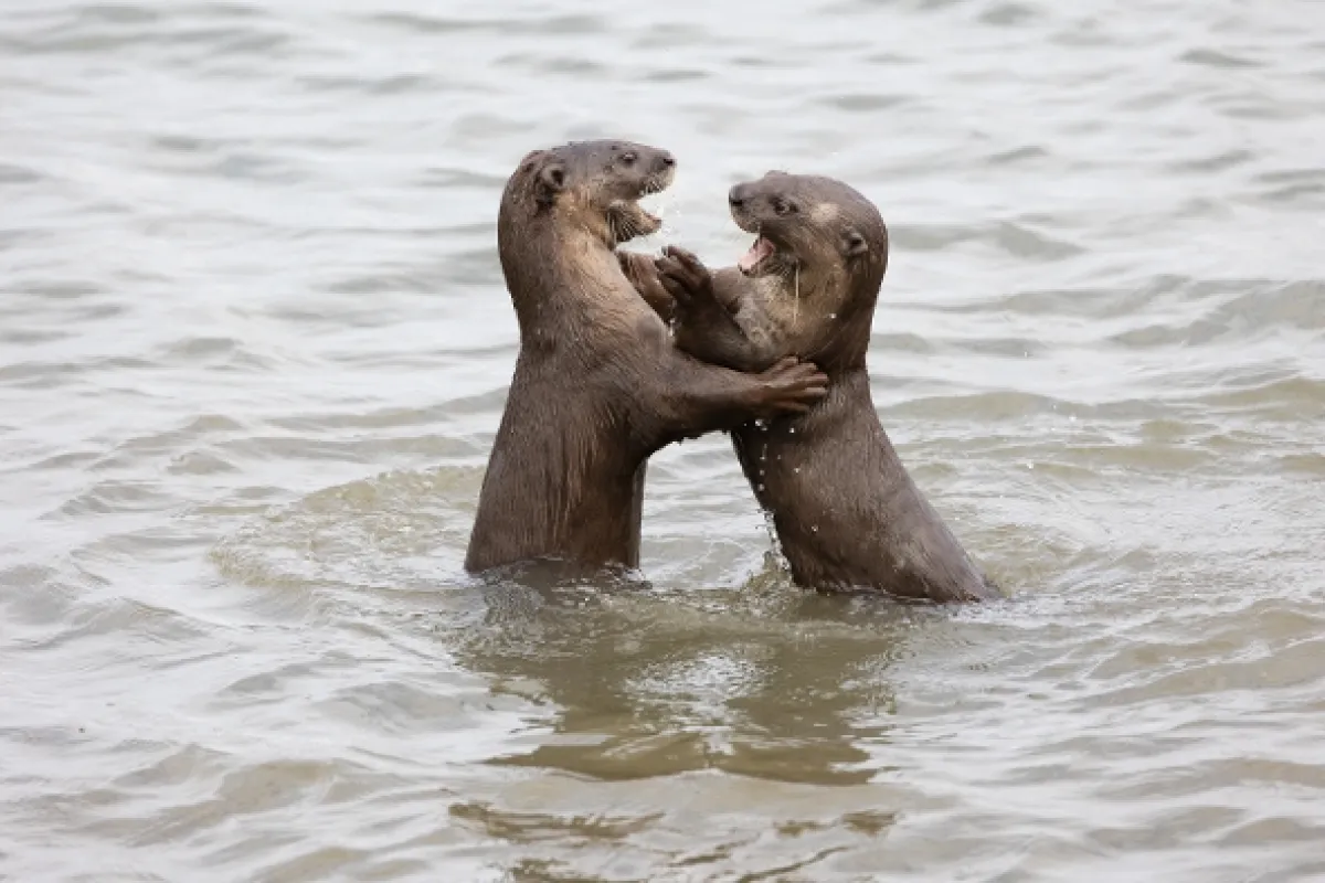 Vydry v meste (Uptown Otters), 2022 - fotogaléria