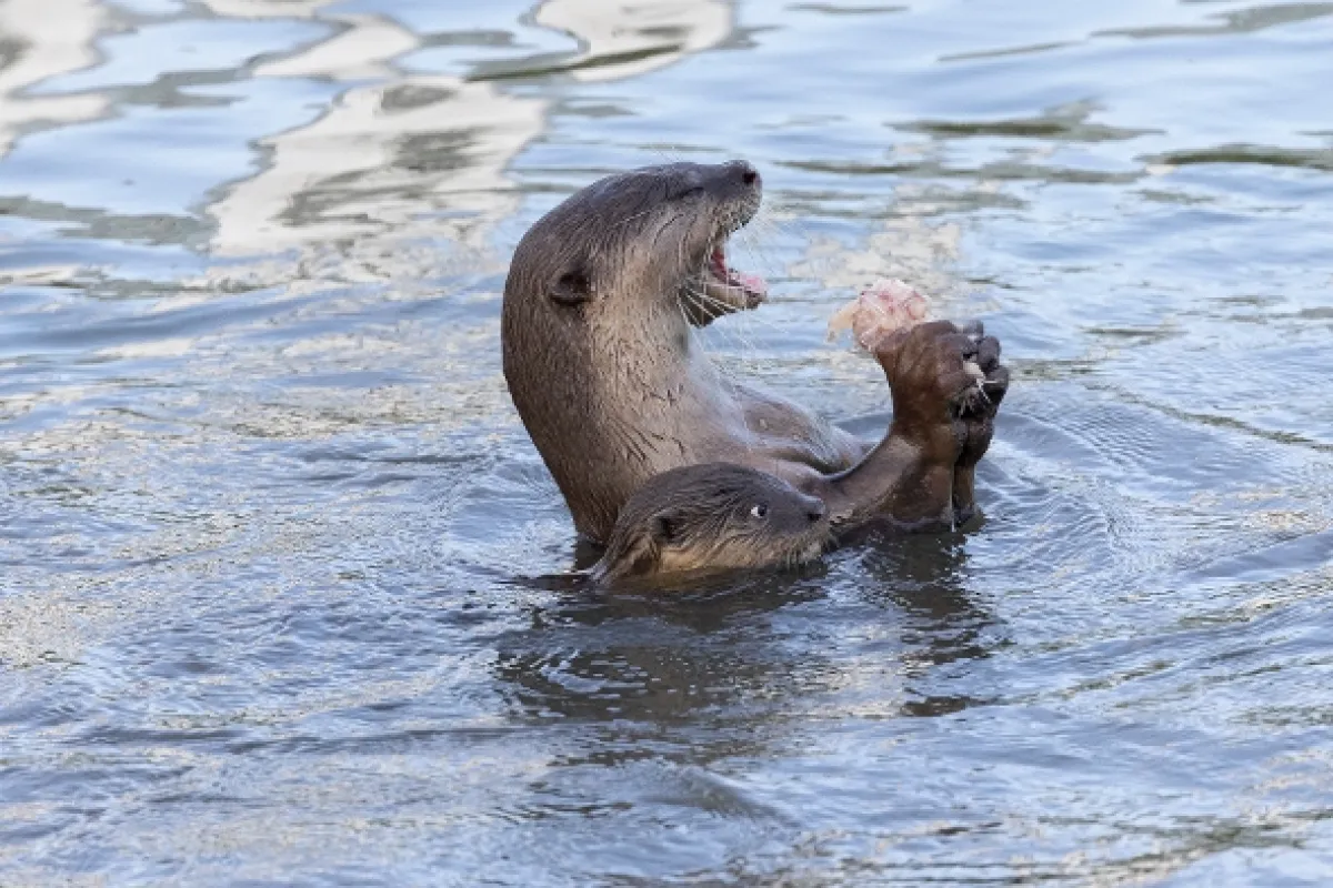 Vydry v meste (Uptown Otters), 2022 - fotogaléria