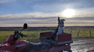 Veterinár z vysočiny II (10)